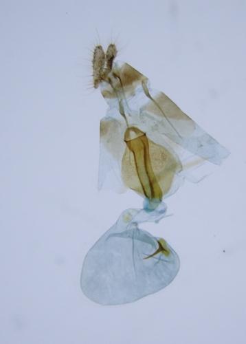Réf. 319 045 : Dichrorampha vancouverana